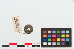 Foto von Glasaugenperle (NHMW-PRAE-023975)